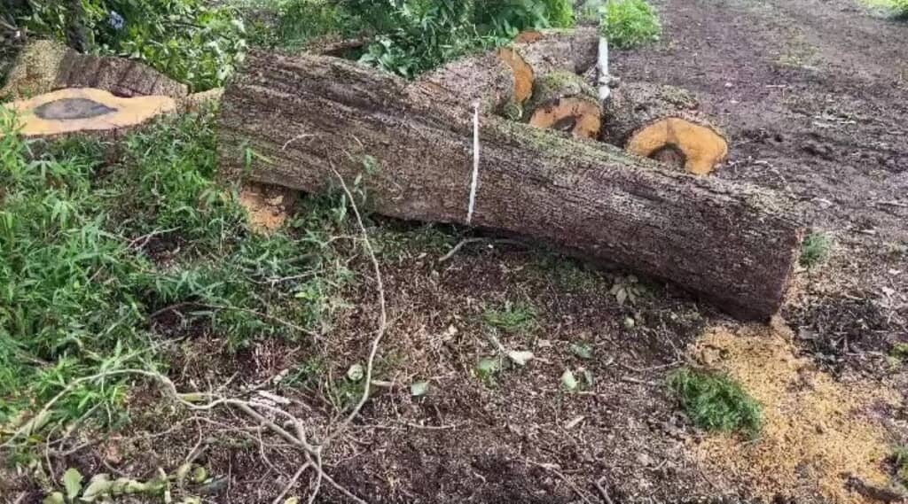 クマ対策で伐採された木をよく見てみると……