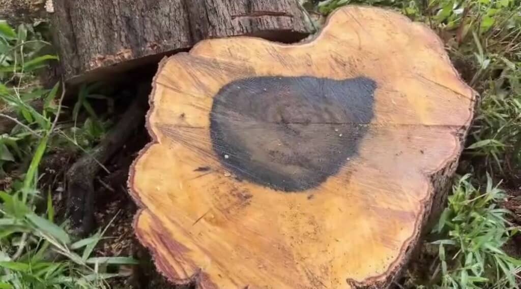 切り株の中央に黒い模様が……？