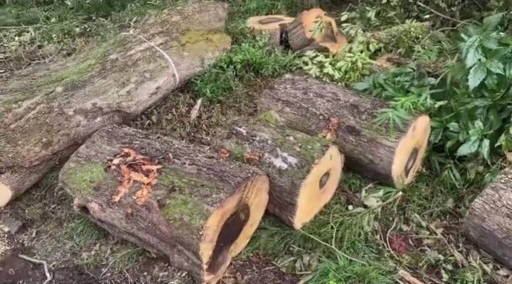 発生率は1万本に1本ともいわれる