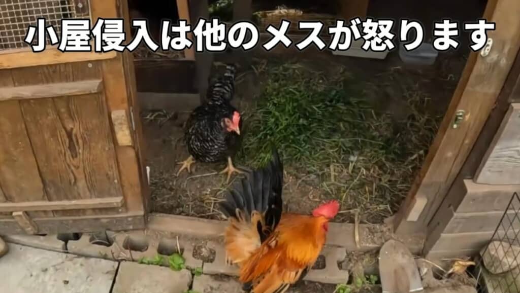 チャボくんの小屋に侵入!?