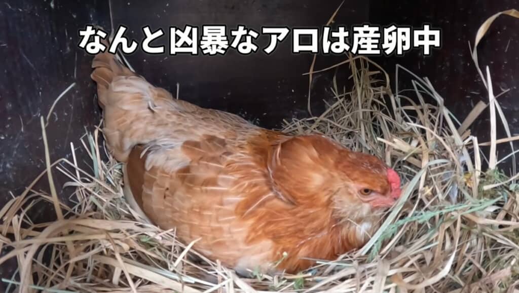 1番凶暴なアロちゃんが産卵中で動けません