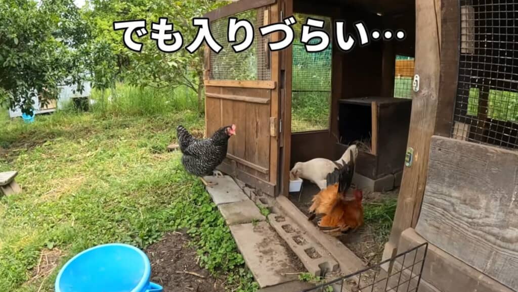 シロ子ちゃんがいて小屋へ入れない