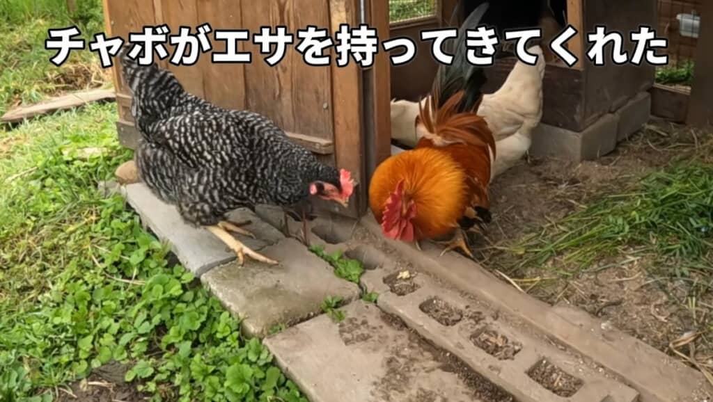 なんと、チャボくんが岡崎さんにエサを持ってきてくれました