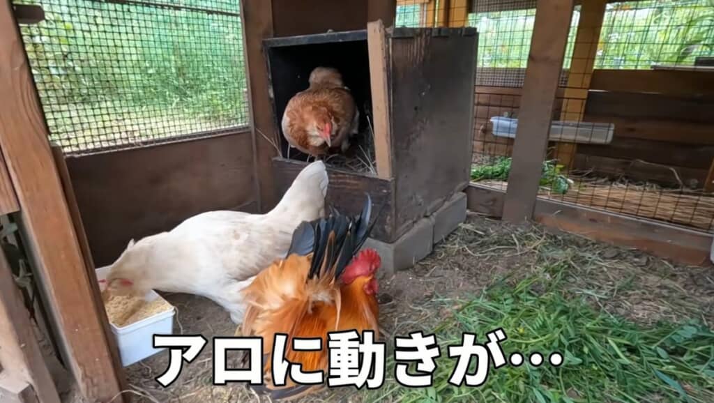 あれ……アロちゃん?