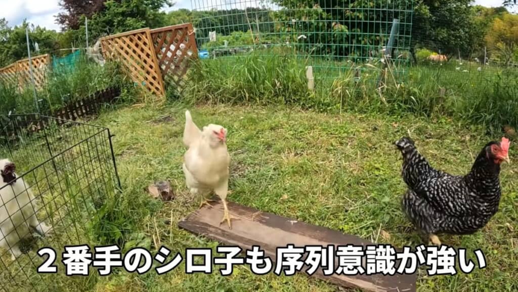 2番手のシロ子ちゃんが小屋への入室を許しません