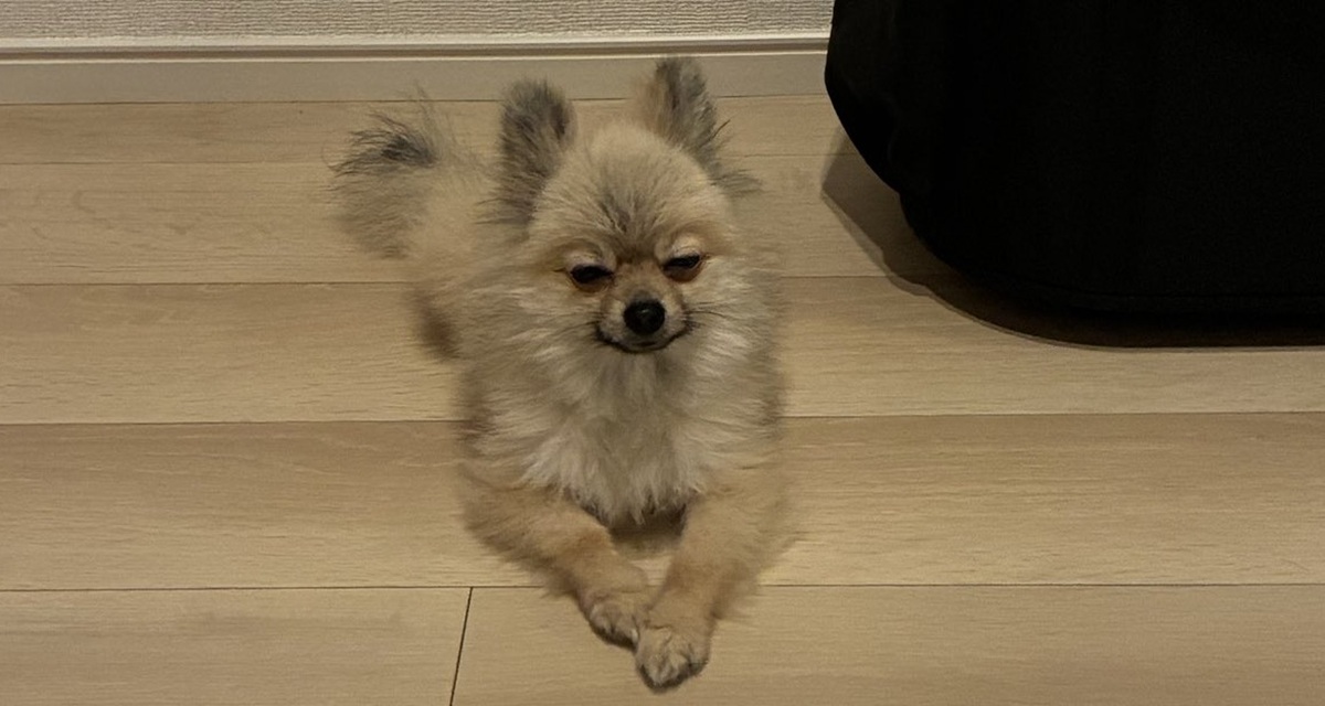 布団に粗相した愛犬→顔を見ると……「どういう感情」 シュールな表情に「やっちまったもんはしょうがない」(1/2) | 犬 ねとらぼ