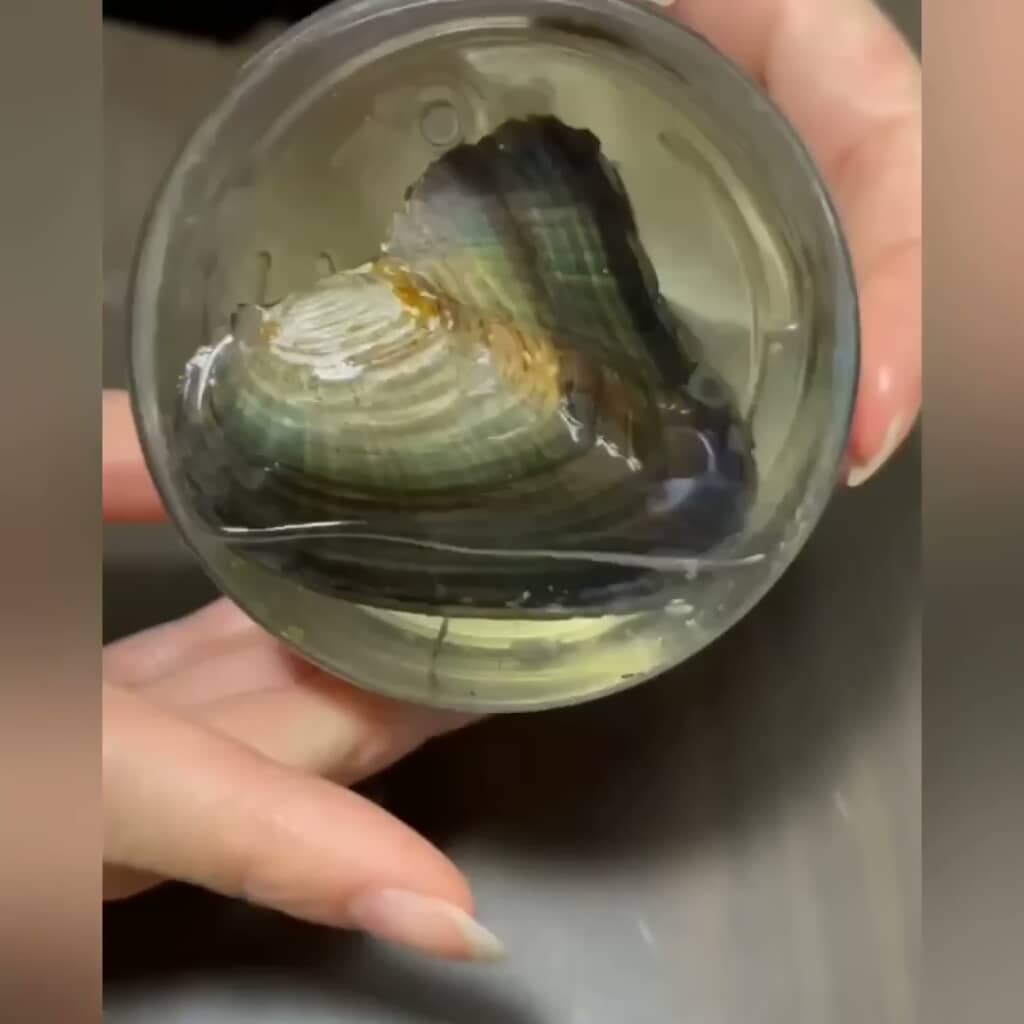 底は透明で中に入っている真珠貝が見える