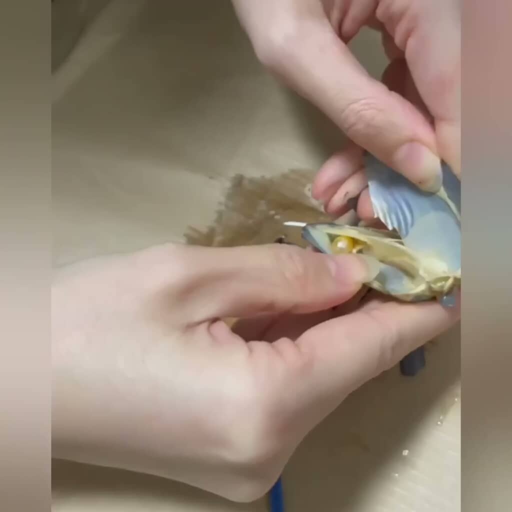 口が開き中身も見えるようになった真珠貝