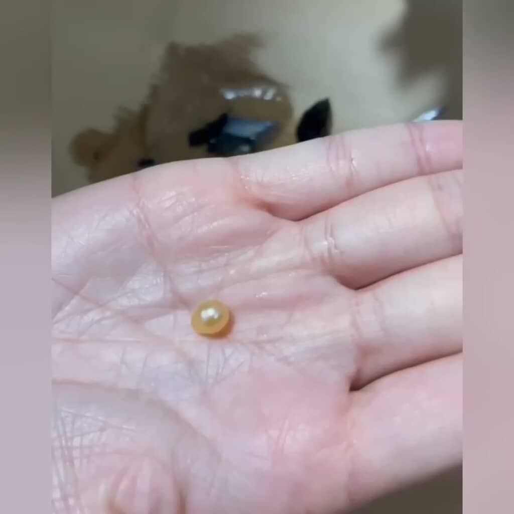 貝から採れたクリーム色の真珠