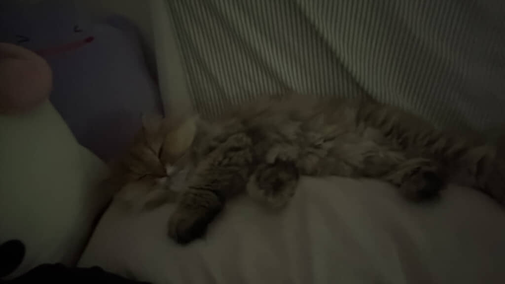「明るくすると天使が現れます」