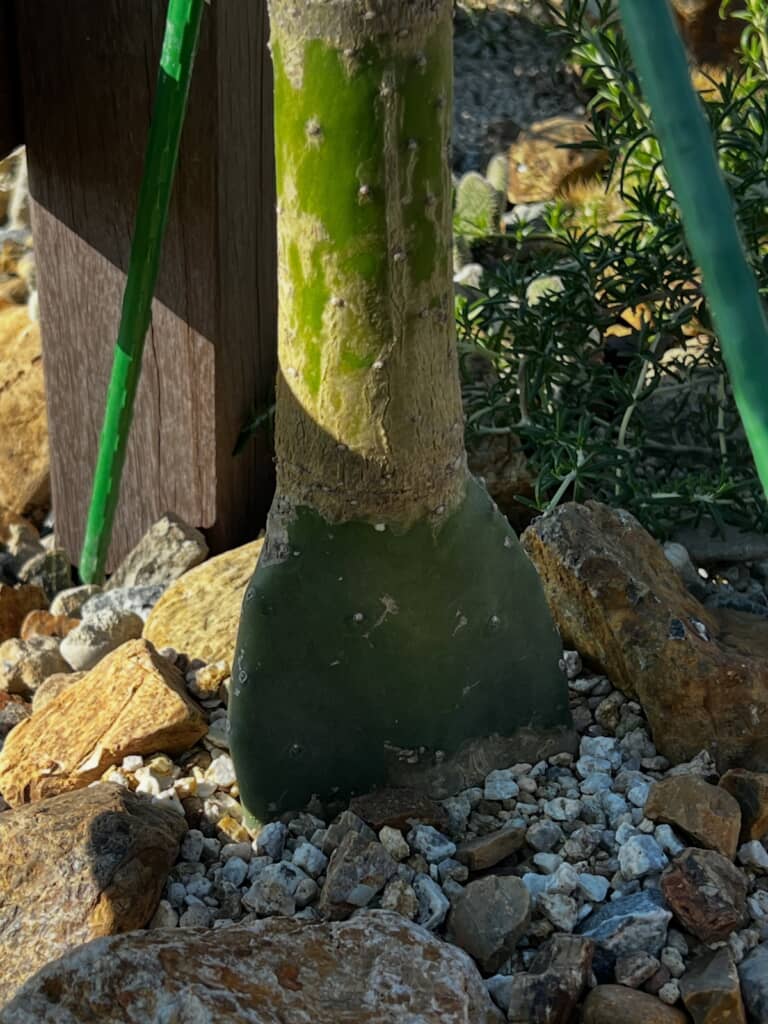 最初の1枚だった茎節
