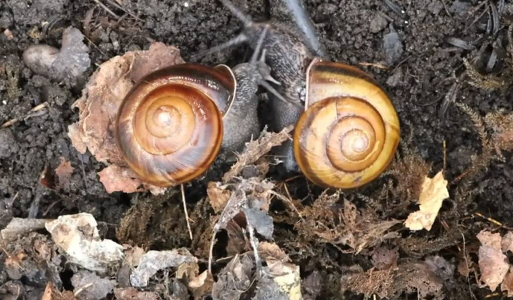 地面で並ぶ2匹のカタツムリ。殻の渦巻きを見比べると、左右の違いがよく分かります