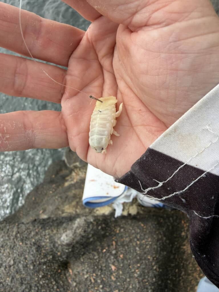 し、白いダンゴムシ……⁉