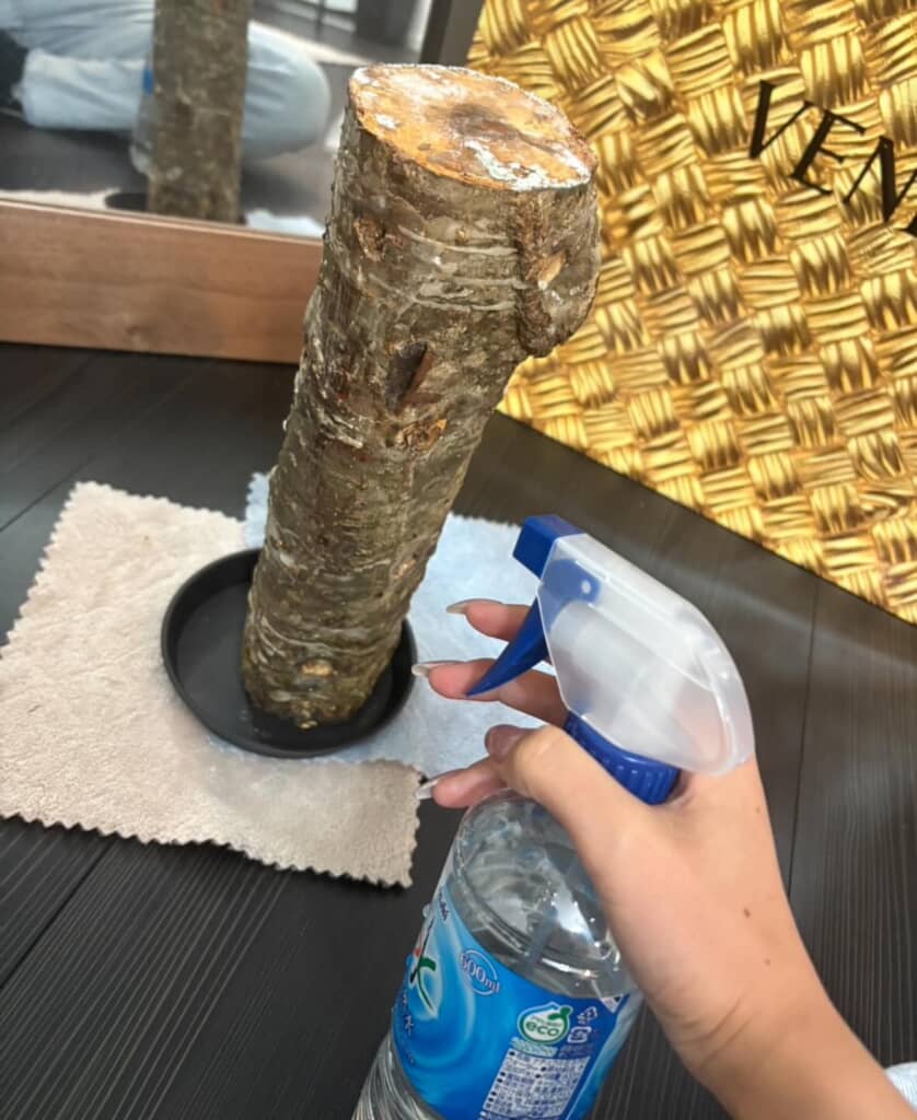 黒い受け皿に立てたしいたけ栽培用の原木に霧吹きで水をかける様子