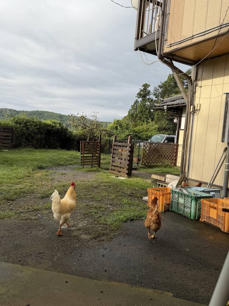 のどかなお庭を散歩