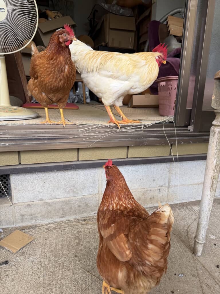 みんなのびのびと過ごしています