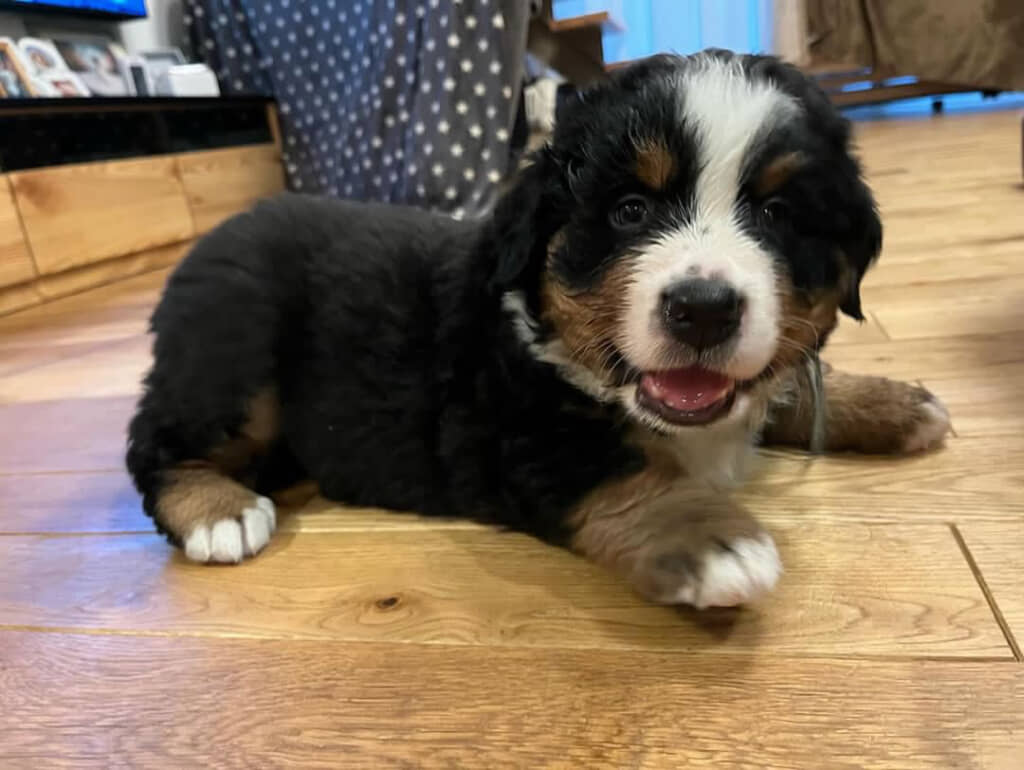 子犬時代は短い手足がキュートでしたが……