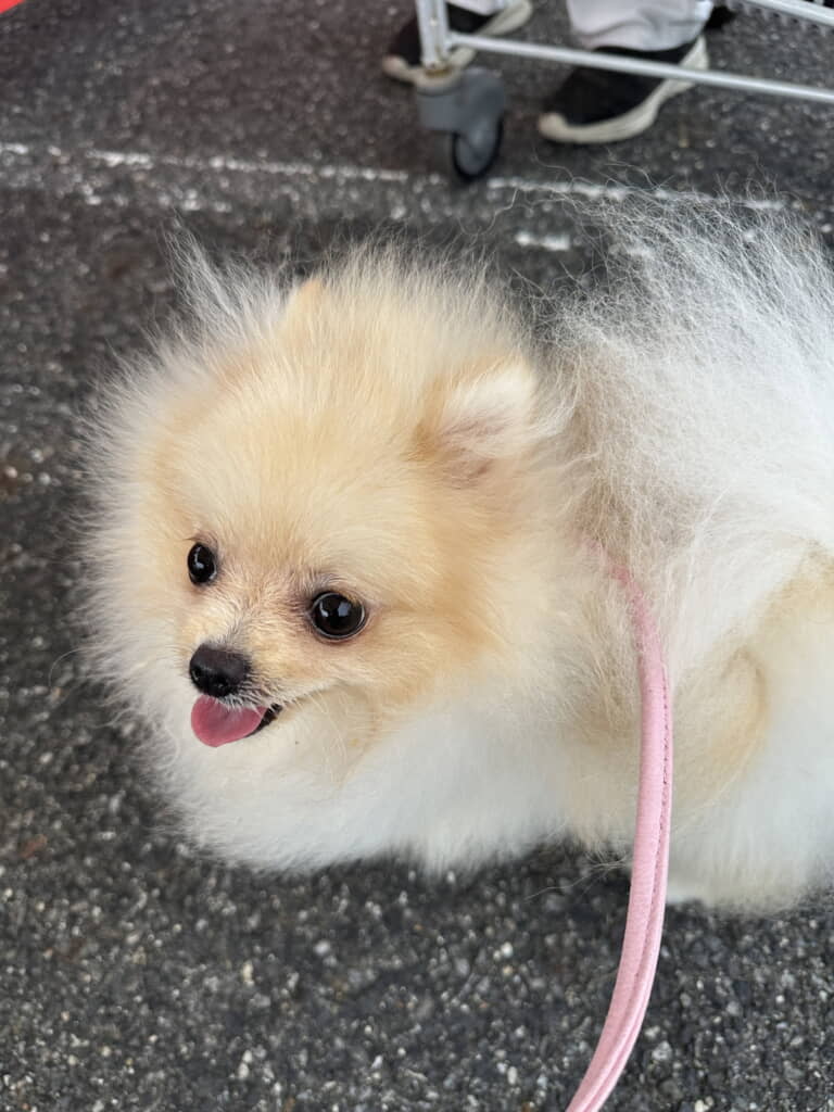 お散歩中もとってもキュート
