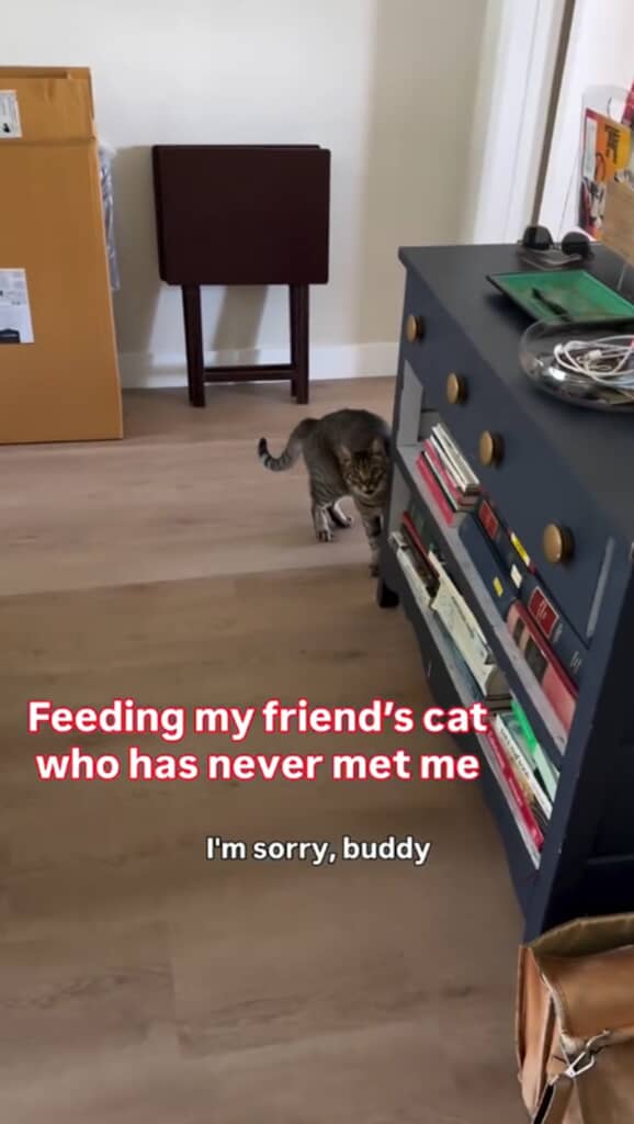 突然現れたパトリックさんを見つめる猫