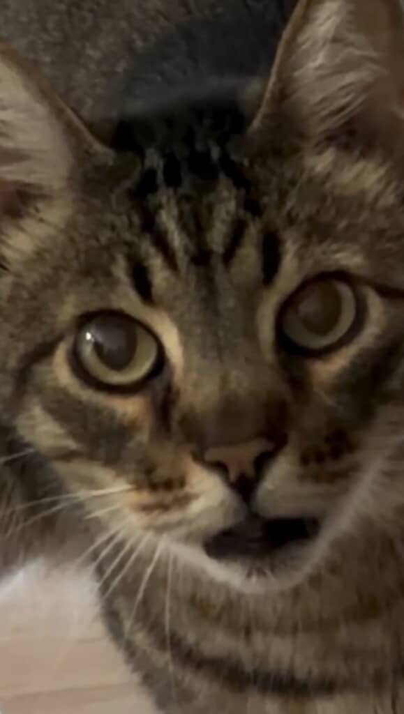 大きな目でパトリックさんを見つめる猫