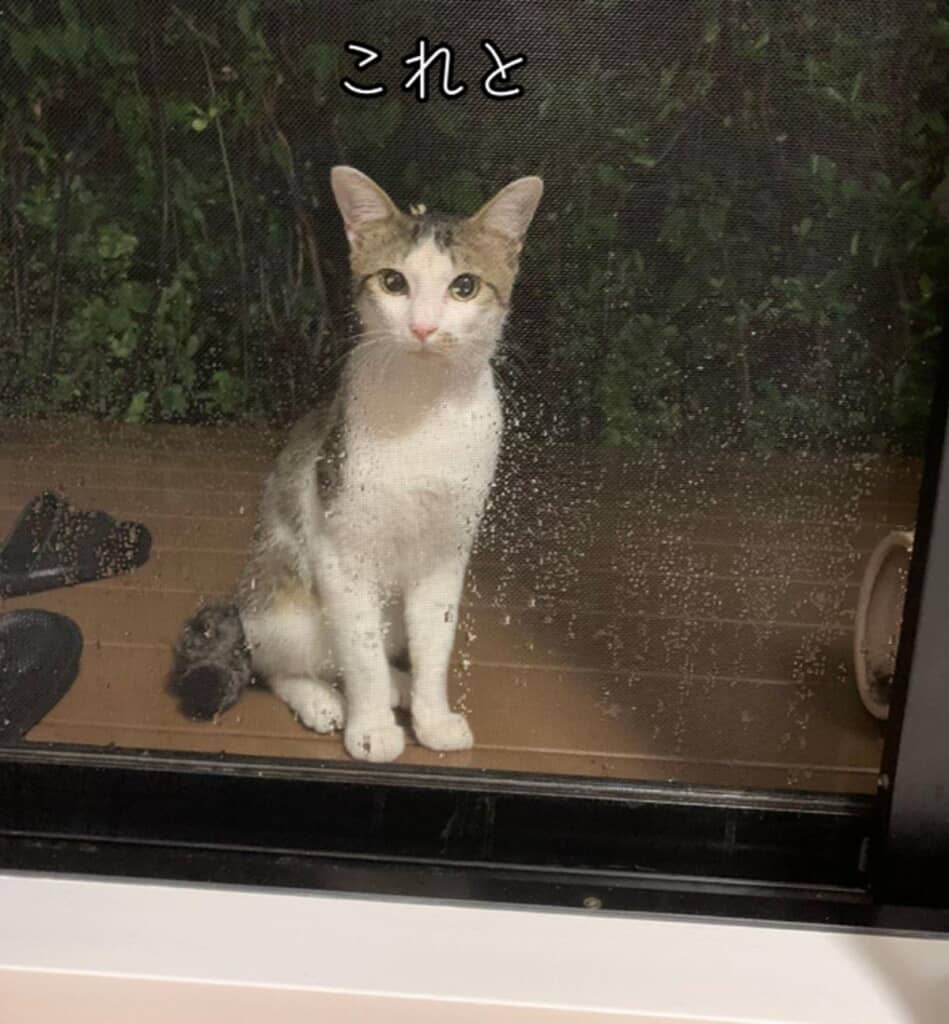 ガラス戸の向こうからこちらを見つめる猫