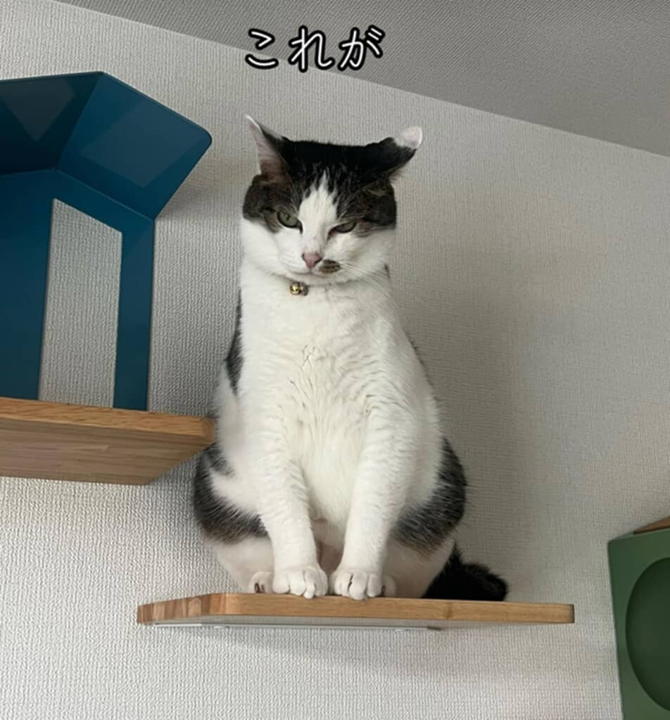 すっかり貫禄が出た現在の姿
