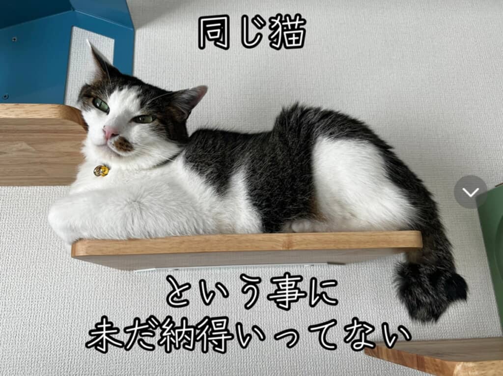 棚の上で横になり、余裕たっぷりの表情を見せています