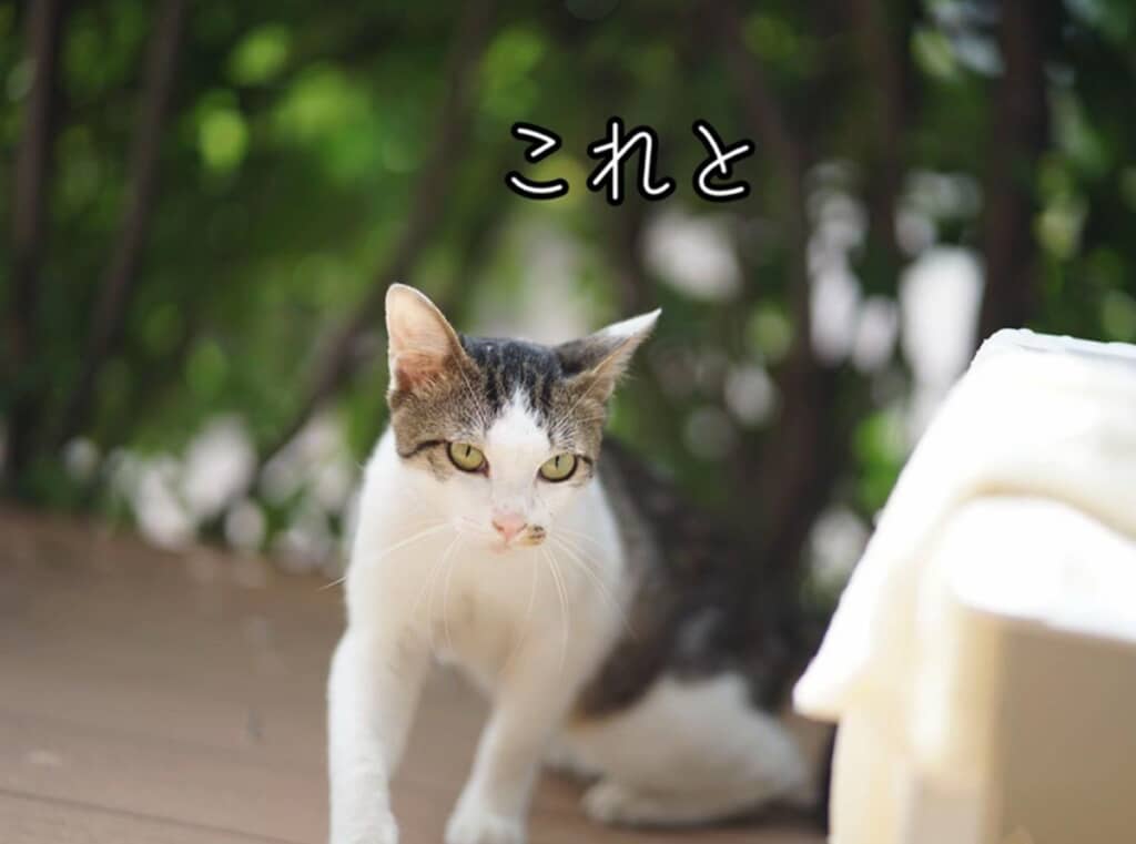 屋外にいたころの猫の姿