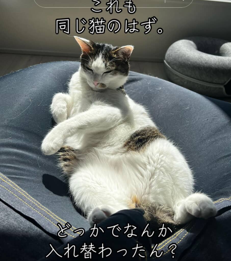 クッションの上でおなかを見せ、リラックスしています