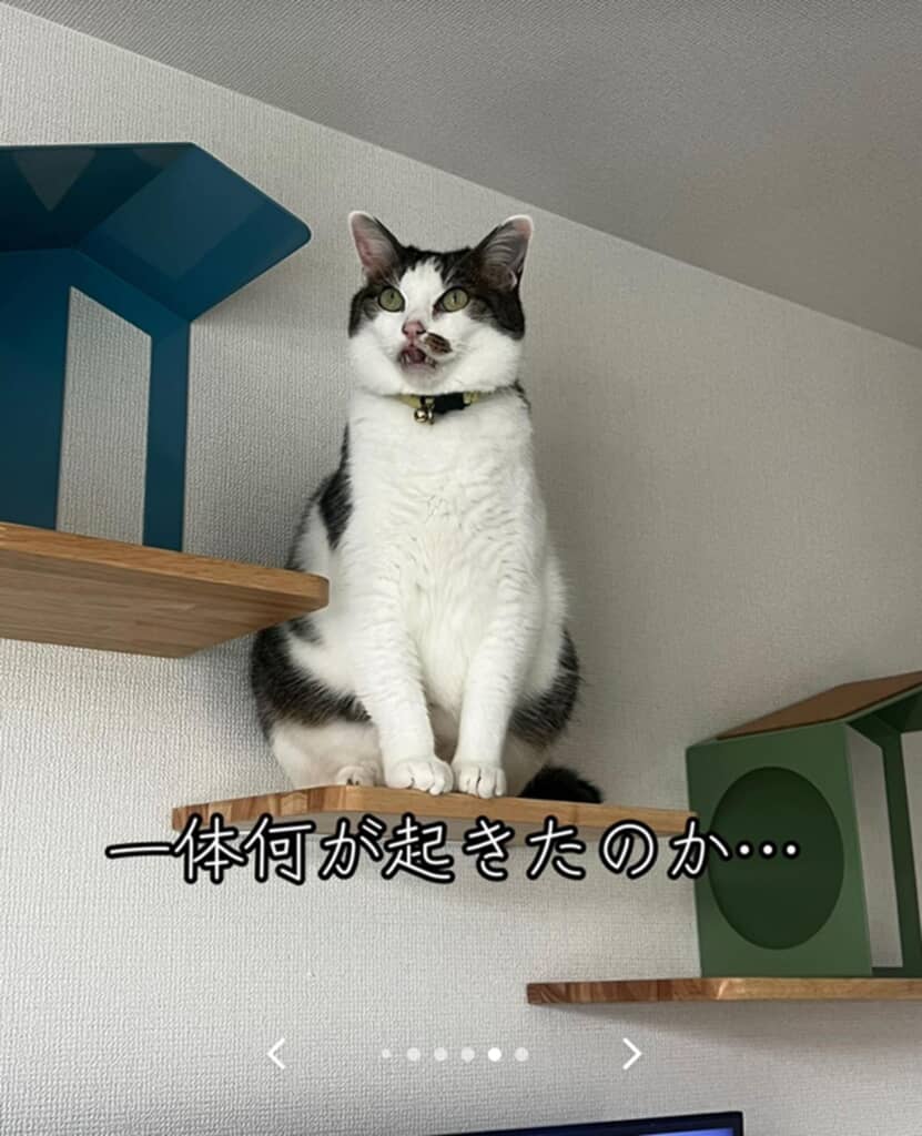 飼い主さんも困惑?するほどのビフォア&アフター