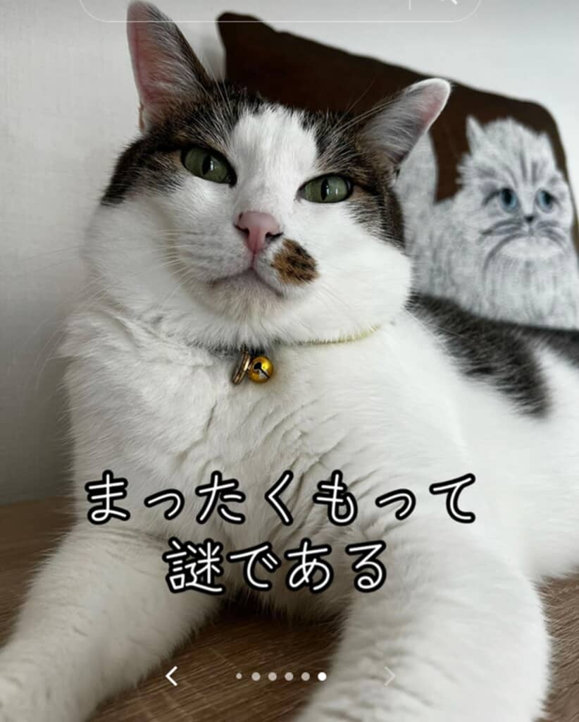 愛がたっぷり詰まった「猫七不思議」のようです
