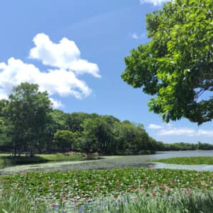 神奈川はな